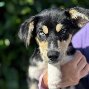 Husky and Mixed Breed Dogs Available for Adoption in Bradenton, Florida - Locust | PetCurious
