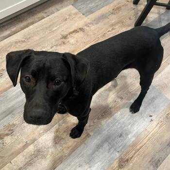 Maple -  Labrador Retriever and Pit Bull Terrier Dog for Adoption in Ashtabula, Ohio - Maple | PetCurious