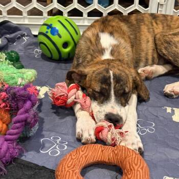 Rizzoli -  Border Collie Dog for Adoption in Idaho Falls, Idaho - Rizzoli | PetCurious
