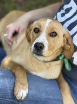 Labrador Retriever Dogs Available for Adoption in Meherrin, Virginia - Butterscotch  | PetCurious