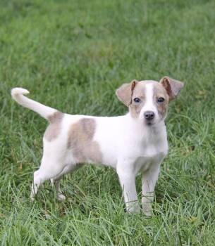 Jackie -  Jack Russell Terrier Dog for Adoption in Monroe, North Carolina - Jackie | PetCurious