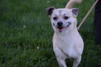 Otis -  Chihuahua Dog for Adoption in Salmon, Idaho - Otis | PetCurious