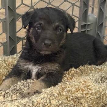 German Shepherd Dog Dogs Available for Adoption - Apollo | PetCurious