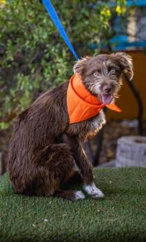 Terrier and Fox Terrier Dogs Available for Adoption in Anacortes, Washington - Cinnamon | PetCurious