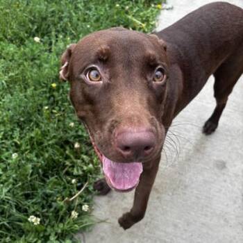 Mufasa -  Labrador Retriever and Mixed Breed Dog for Adoption in Wheaton, Illinois - Mufasa | PetCurious