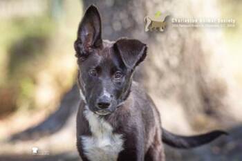93802a Oreo -  Labrador Retriever and Mixed Breed Dog Available for Adoption in North Charleston, South Carolina - 93802a Oreo | PetCurious