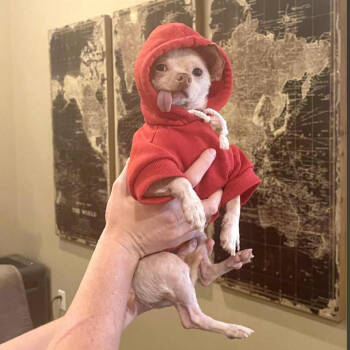 Rescue Chihuahua Dogs for Adoption in Rockville, Maryland - Marquito | PetCurious