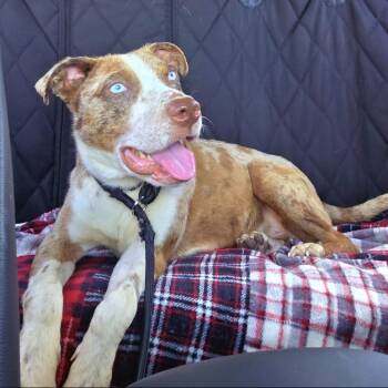 Rescue Mixed Breed Dogs for Adoption in Savannah, Georgia - Jackson SC | PetCurious