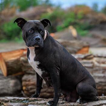 Luna -  American Staffordshire Terrier Dog for Adoption in Clarinda, Iowa - Luna | PetCurious
