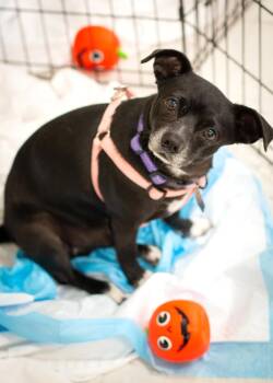 Rescue Chihuahua Dogs for Adoption in West Richland, Washington - Cracker Jack | PetCurious