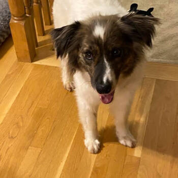 Rescue Mixed Breed Dogs for Adoption in Buffalo, Minnesota - Gumbo | PetCurious