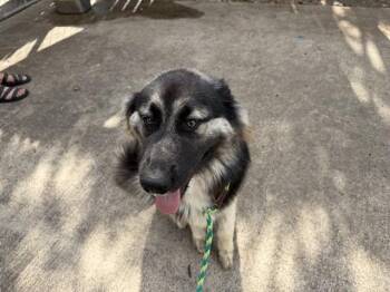TODO -  German Shepherd Dog and Mixed Breed Dog for Adoption in Rowlett, Texas - TODO | PetCurious