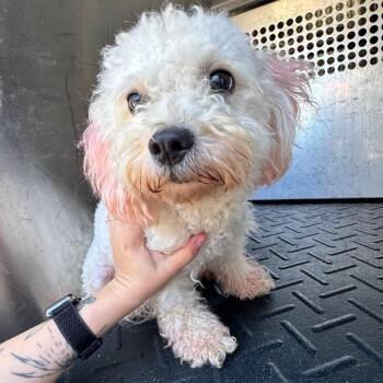Hali -  Bichon Frise and Miniature Poodle Dog Available for Adoption in Birmingham, Alabama - Hali | PetCurious