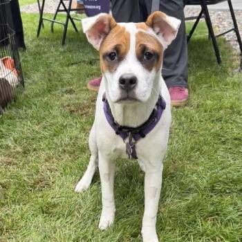 Germany -  Pit Bull Terrier and Chihuahua Dog for Adoption in Minneapolis, Minnesota - Germany | PetCurious