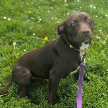 Conway -  Mixed Breed Dog for Adoption in Prairie Du Chien, Wisconsin - Conway | PetCurious
