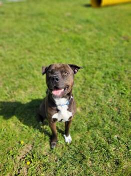 Rescue Terrier Dogs for Adoption in Chambersburg, Pennsylvania - Frodo | PetCurious