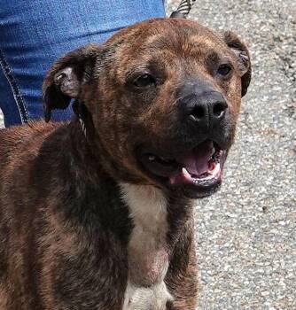 Terrier Dogs Available for Adoption - Dip | PetCurious