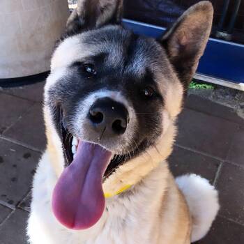 Archer -  Akita Dog for Adoption in Romoland, California - Archer | PetCurious