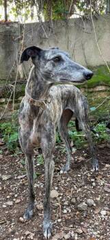 Greyhound and Galgo Spanish Greyhound Dogs Available for Adoption - Despe | PetCurious