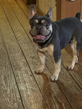 French Bulldog Dogs Available for Adoption - John Wick | PetCurious