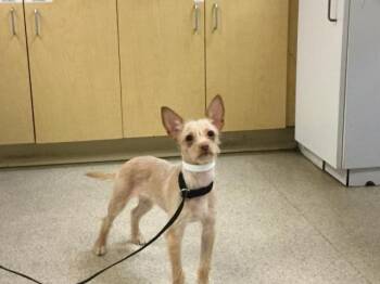 Terrier Dogs Available for Adoption in Riverside, California - LILLY | PetCurious