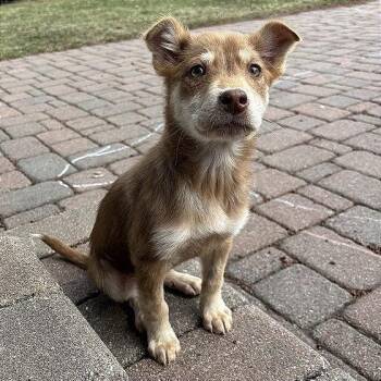 Husky and Labrador Retriever Dogs Available for Adoption in Minneapolis, Minnesota - Lucerne | PetCurious