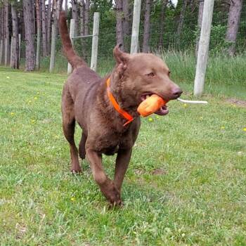 Rescue Chesapeake Bay Retriever Dogs for Adoption in Park Rapids, Minnesota - Josef | PetCurious