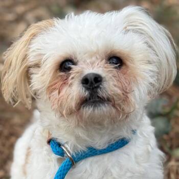 Mixed Breed Dogs Available for Adoption - Azalea | PetCurious