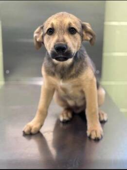 Shepherd and Mixed Breed Dogs Available for Adoption in Blountville, Tennessee - Cassette | PetCurious