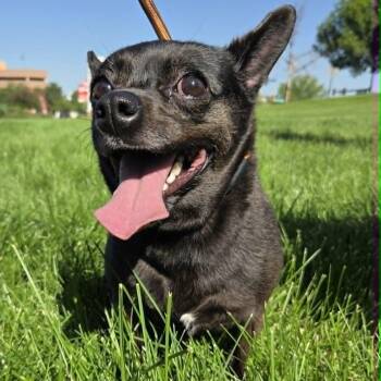 CALI -  Chihuahua Dog for Adoption in Loveland, Colorado - CALI | PetCurious