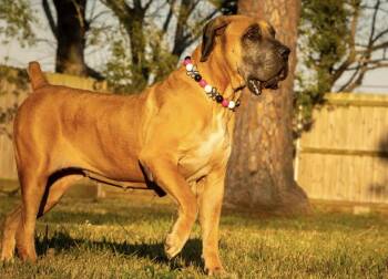 Mishka -  Mastiff Dog for Adoption in Lucas, Texas - Mishka | PetCurious