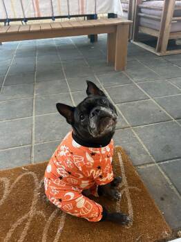 Rescue French Bulldog Dogs for Adoption in Santa Monica, California - Luna | PetCurious