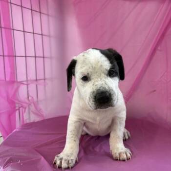 Carl Paw Dean -  Labrador Retriever and Mixed Breed Dog for Adoption in North Charleston, South Carolina - Carl Paw Dean | PetCurious