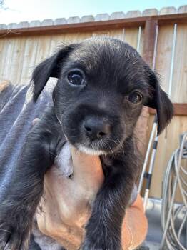 LENNY -  Chihuahua and Miniature Poodle Dog for Adoption in Atascadero, California - LENNY | PetCurious