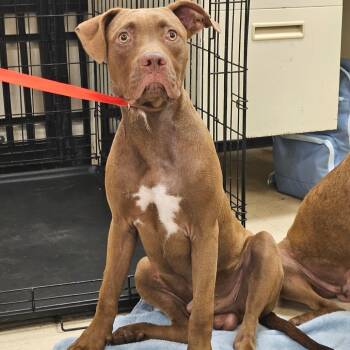 SCFL-Stray-66743_2 -  Mixed Breed Dog for Adoption in Lake Panasoffkee, Florida - SCFL-Stray-66743_2 | PetCurious