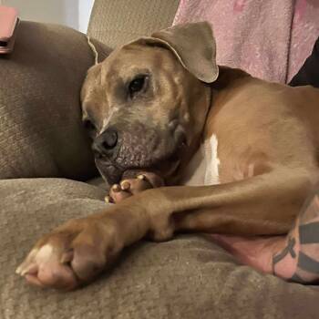 Rescue Pit Bull Terrier Dogs for Adoption in Fort Worth, Texas - Jarvis | PetCurious