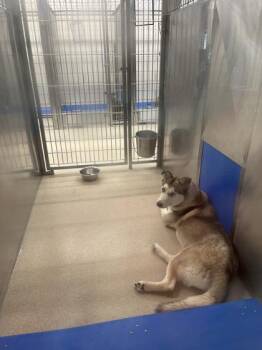 Jade -  Siberian Husky and German Shepherd Dog Dog for Adoption in North Richland Hills, Texas - Jade | PetCurious