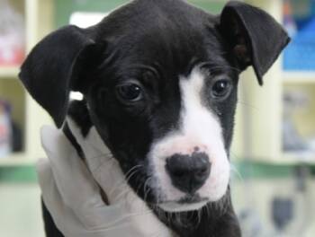 Rescue Boxer and Mixed Breed Dogs for Adoption in Picayune, Mississippi - Gumdrop | PetCurious