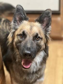 Atlas -  German Shepherd Dog Dog for Adoption in Pleasant Hill, California - Atlas | PetCurious
