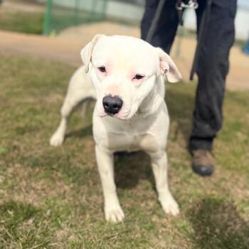 Mixed Breed Dogs Available for Adoption in Corinth, Mississippi - Avalanche | PetCurious