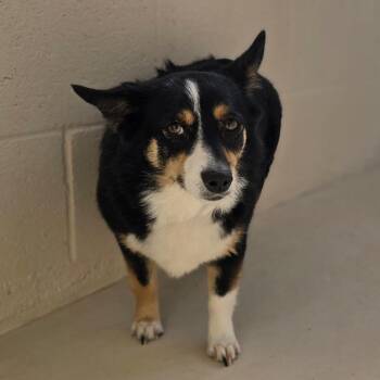 Corgi and Australian Shepherd Dogs Available for Adoption in Wickenburg, Arizona - Jessie | PetCurious