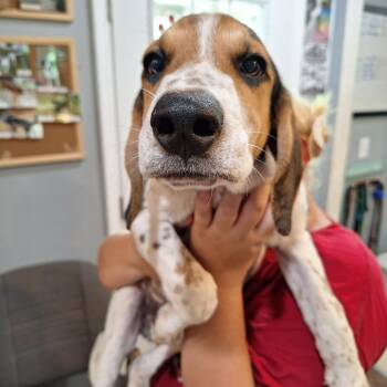 Crosby -  Hound and Mixed Breed Dog for Adoption in Boaz, Alabama - Crosby | PetCurious