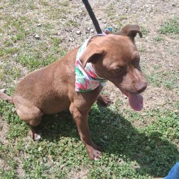 Terrier and Mixed Breed Dogs Available for Adoption - Mingo | PetCurious