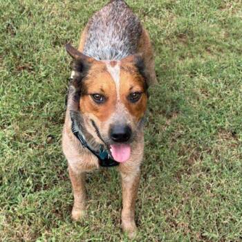Zane -  Australian Cattle Dog Blue Heeler Dog for Adoption in Memphis, Tennessee - Zane | PetCurious