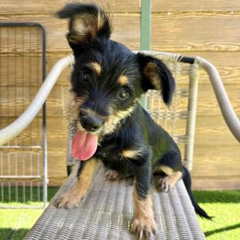 Bert -  Schnauzer Dog for Adoption in Agoura Hills, California - Bert | PetCurious