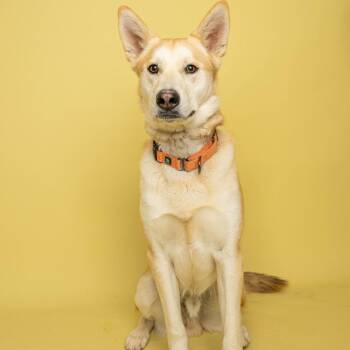 Sarge -  Mixed Breed and Husky Dog for Adoption in Salt Lake City, Utah - Sarge | PetCurious