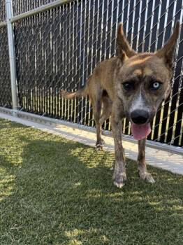Bryce -  Mixed Breed Dog for Adoption in Lafayette, Indiana - Bryce | PetCurious