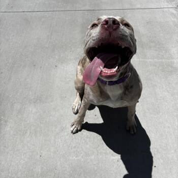 Ferngully -  Pit Bull Terrier Dog for Adoption in Matteson, Illinois - Ferngully | PetCurious