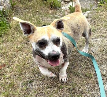 Percy -  American Staffordshire Terrier Dog for Adoption in Worcester, Massachusetts - Percy | PetCurious