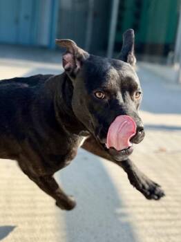 Kiko -  Pit Bull Terrier and Mixed Breed Dog Available for Adoption in New Orleans, Louisiana - Kiko | PetCurious